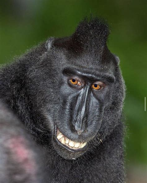 PsBattle: this smiling monkey. : photoshopbattles