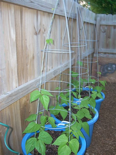 Squash, Beans and Peppers | Growing green beans, Bean trellis, Tomato cages