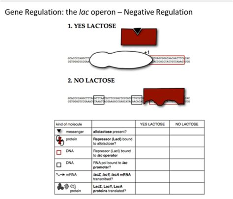 Image result for Lac Operon Negative Control