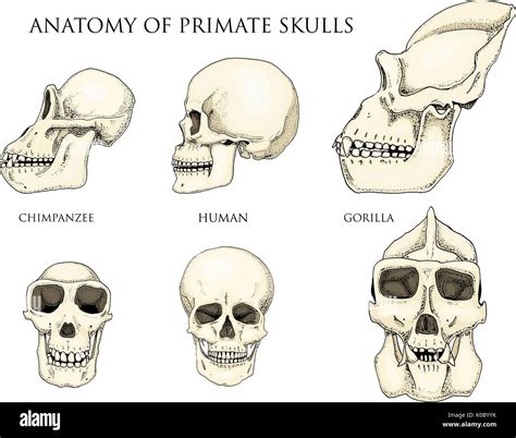 Gorilla Human Comparison