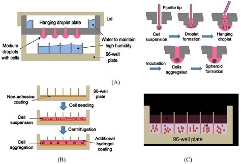 Cell Culture Basics