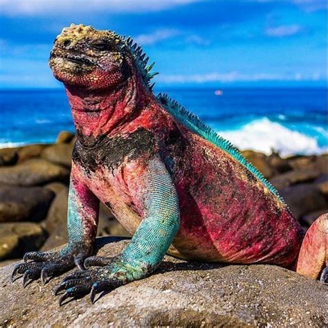 11 unique animals to see in the galapagos islands – Artofit