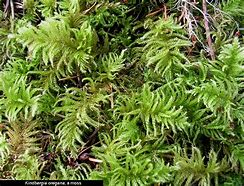 Image result for bryophyte