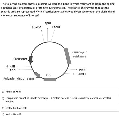 Plasmid Vector 的图像结果