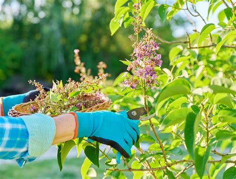 The Best Time to Prune Your Lilac Bushes