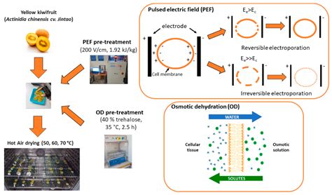 The Influence of Different Pre-Treatments on the Quality and ...