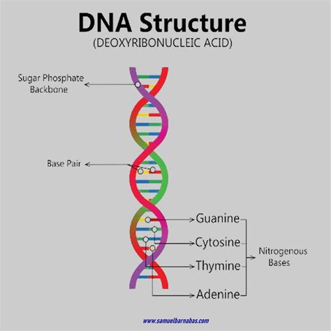 Image result for Complex DNA Structure