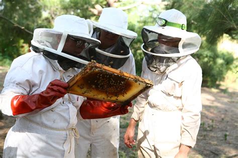 Image result for Basic Beekeeping Course