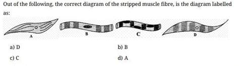 Out of the following, the correct diagram of the stripped muscle fibre ...