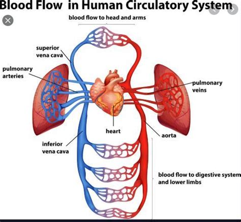 Draw a diagram showing schematic plan of blood circulation in human ...
