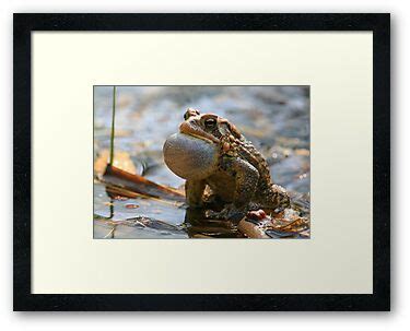Image result for Toad Croaking Sound