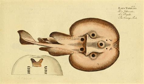 The Shocking Medical History of Electric Fish — LONG NOW IDEAS