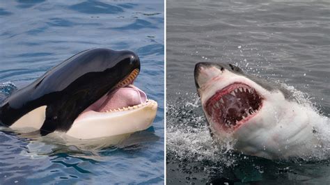 Killer Whale vs Shark | Field & Stream