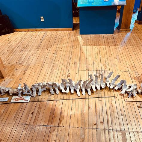WHALE INTERPRETIVE CENTRE - All You Need to Know BEFORE You Go 2026 ...