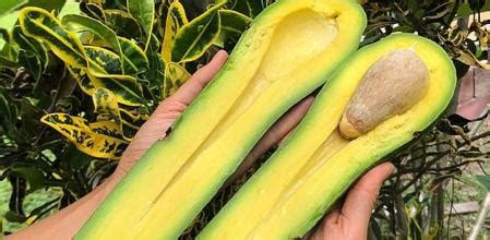 Este es el extraño aguacate que se ha hecho viral en las redes sociales