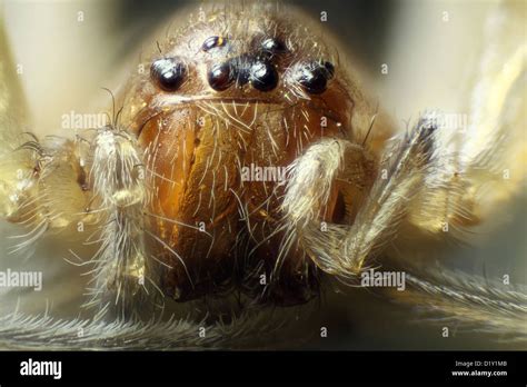 Image result for Microscope Toes