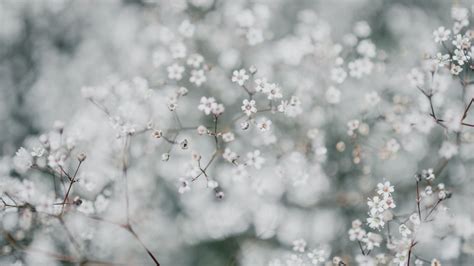 Download wallpaper 1600x900 gypsophila, flowers, white, plant, macro ...