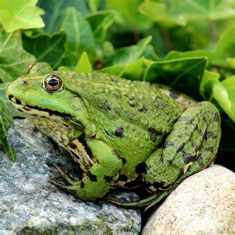 What Do Frogs Symbolize In The Bible? - Bible Wings
