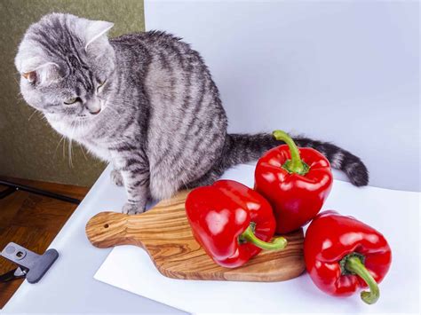 Can Cats Taste Spicy? 3 Best Reasons Why They Like It!