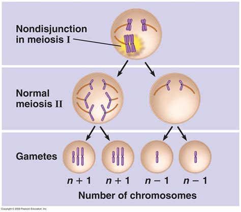 Nondisjunction Occurs When