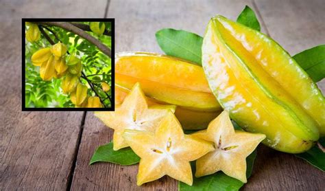 Star Fruit : స్టార్ ఫ్రూట్ తింటే కలిగే ప్రయోజనాలు ఇవే?... |What are the ...
