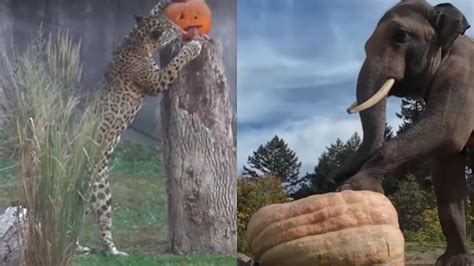 Zoo Animals Join Halloween Festivities With Pumpkin Treats In USA ...
