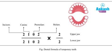 Buccal cavity: Structure, Diagram, Role of Digestion & Deglutition | AESL