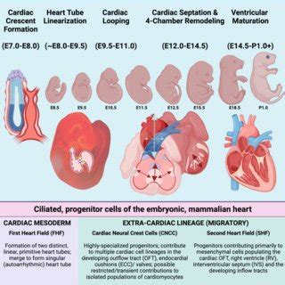 Image result for Mouse Embryo Heart Development