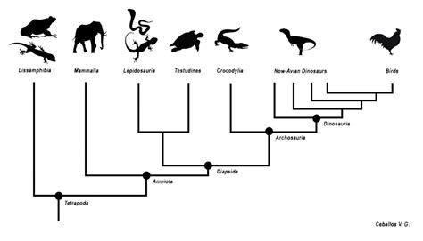 Image result for Sample Cladogram