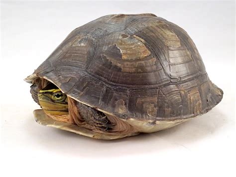 Image result for Japanese Box Turtle