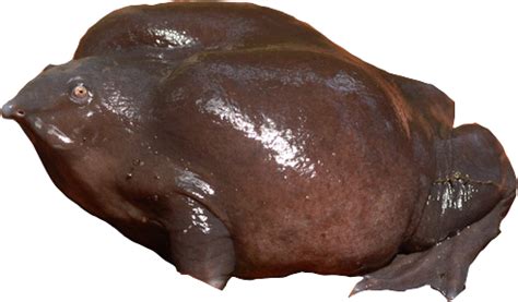 Tune In For A Frog Orchestra! | Nature inFocus