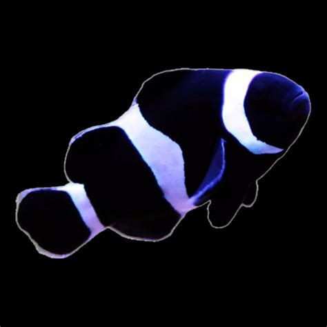 ClownFish