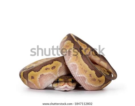 Image result for Small Python Australia