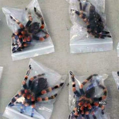 Here’s a photograph of exotic spiders