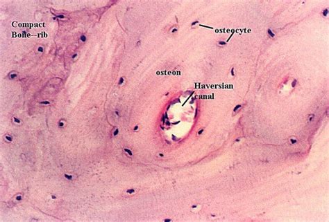 COMPACT BONE HISTOLOGY | Microanatomy Web Atlas | Gwen V. Childs, Ph.D.
