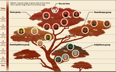 Evolution Family Tree 的图像结果