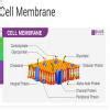 Branched Chain Lipid Occurs In Cell Membrane Og - Brainly.in
