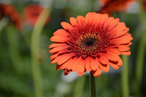 13 Recommmended Plants With Daisy-Like Flowers