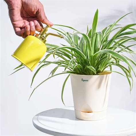 Spritzer Metallic Mister – Ugaoo