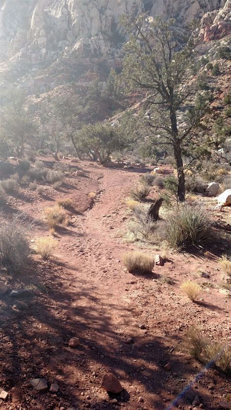 Image result for Loop Pimple