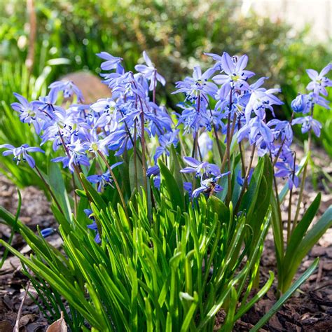 Blue Spring Flowers 30 Best Early Spring Flowers Early Blooming