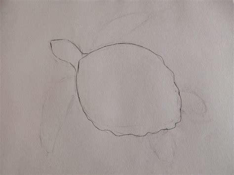 Image result for Real Turtle Shells Drawing