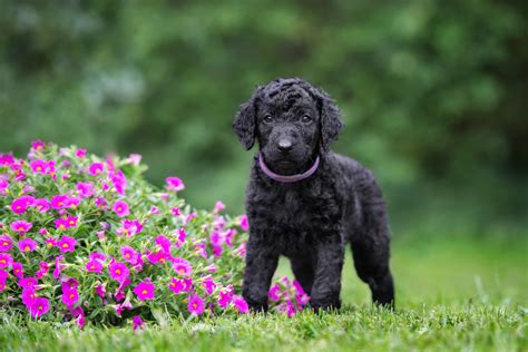 Unveiling the Charms of the Curly-Coated Retriever - All Big Dog Breeds