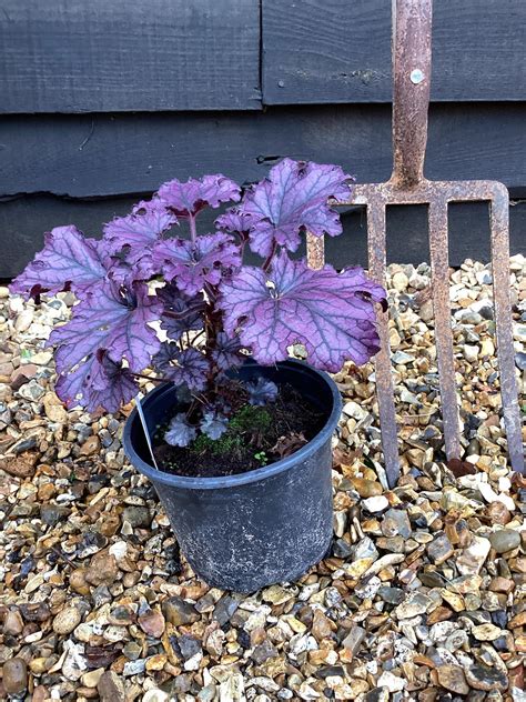 Heuchera Forever | Coral Bells Forever Purple - 10-30cm, 2lt – Arundel ...