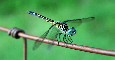 Dragonflies among world's fastest flying insects - family of dragonfly