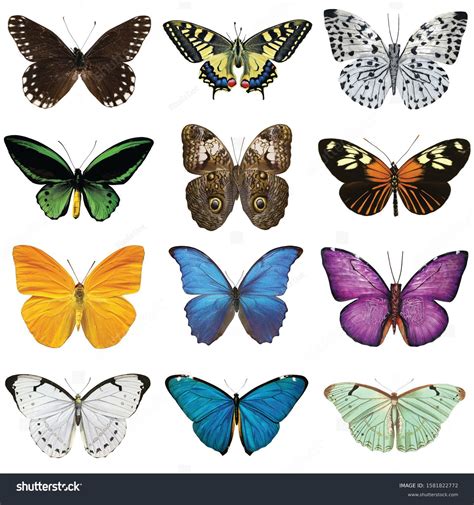 17,166 Butterflys Types Royalty-Free Images, Stock Photos & Pictures ...