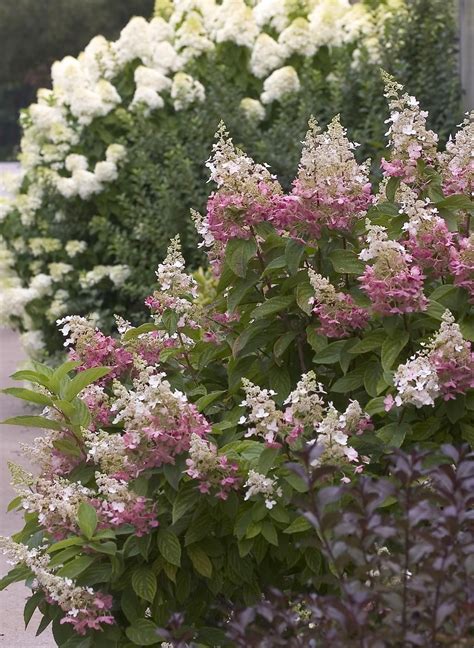 Garden Ideas: Pinky Winky® - Panicle Hydrangea - Hydrangea paniculata