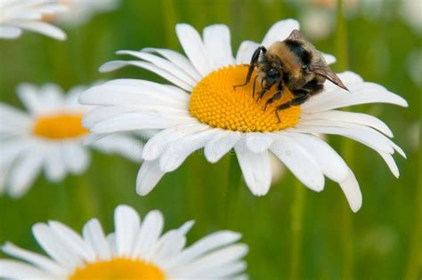 Bright Bumblebee on Flower Daisy in the Field Stock Image - Image of ...