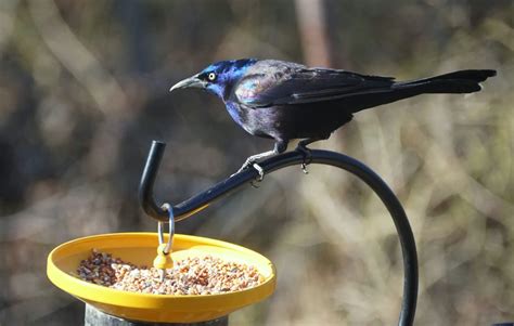 Ultimate Guide To Birds That Eat Suet (What, How, 39 Species ID Guide) - Bird Advisors