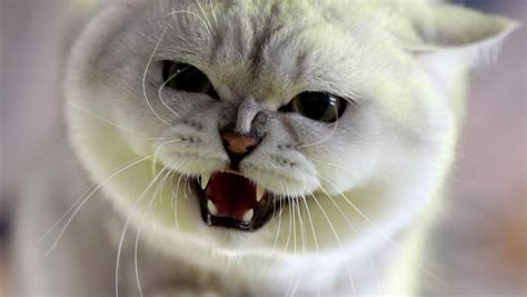 Liebesbeweis oder Drohung: Warum starrt mich die Katze so an? - GrenzEcho
